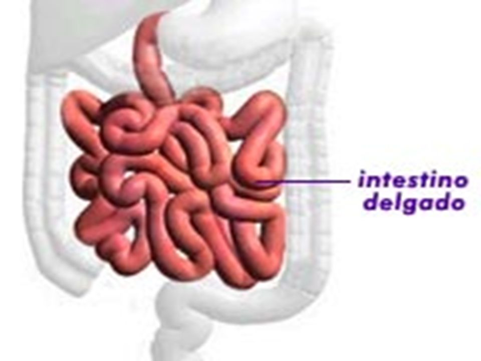 Desinflamar el intestino delgado