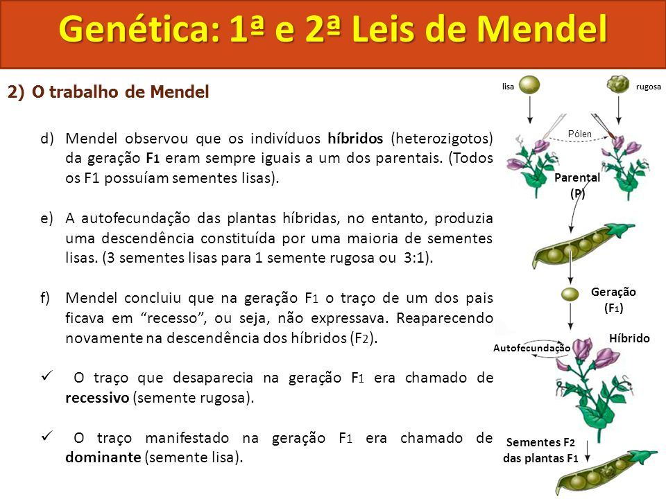 Biologia Tema: Genética: 1ª E 2ª Lei De Mendel Genética: 1ª E 2ª Leis ...