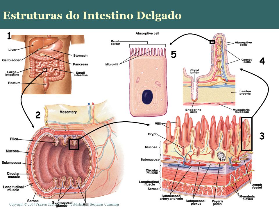 Parte central intestino delgado