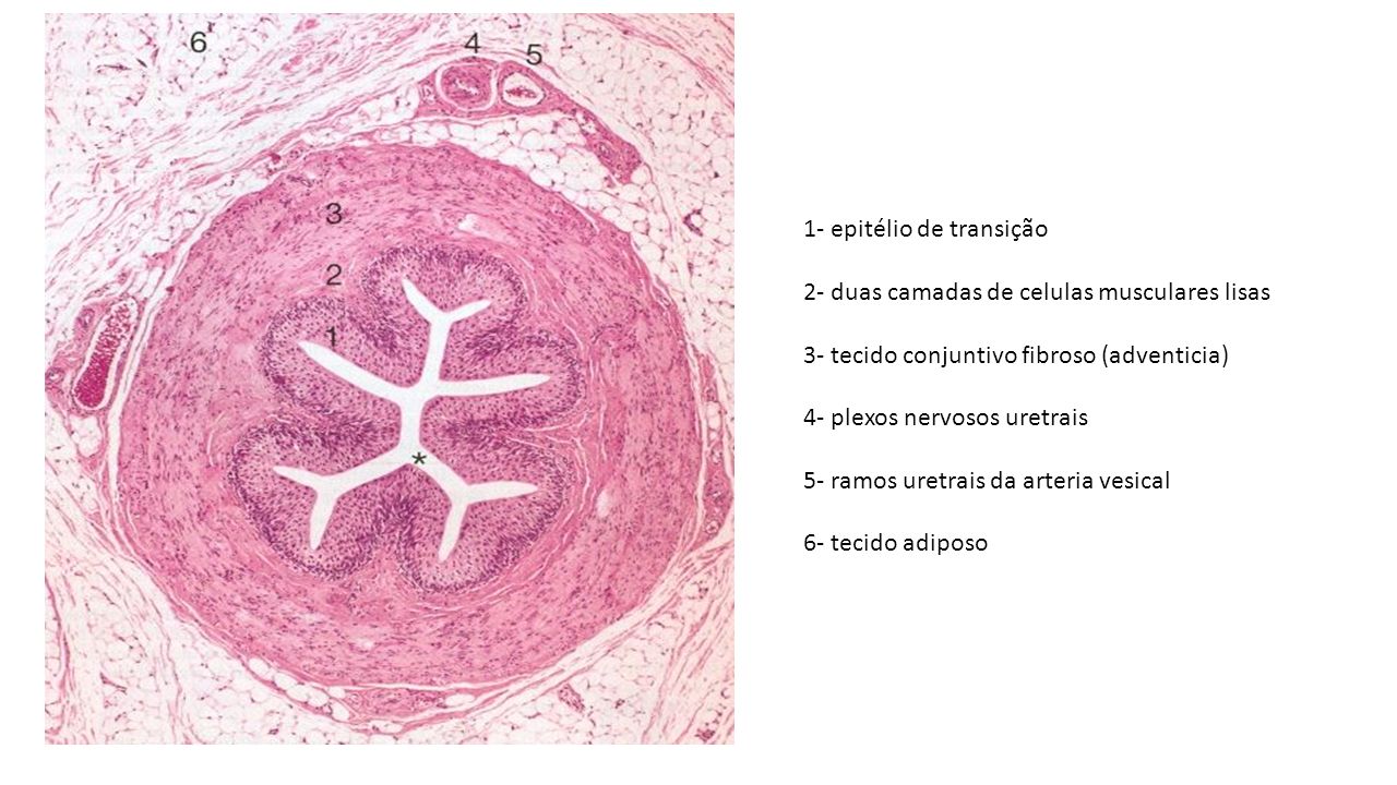 Histologia do Sistema urinario - Rins Externamente cada rim é revestido ...