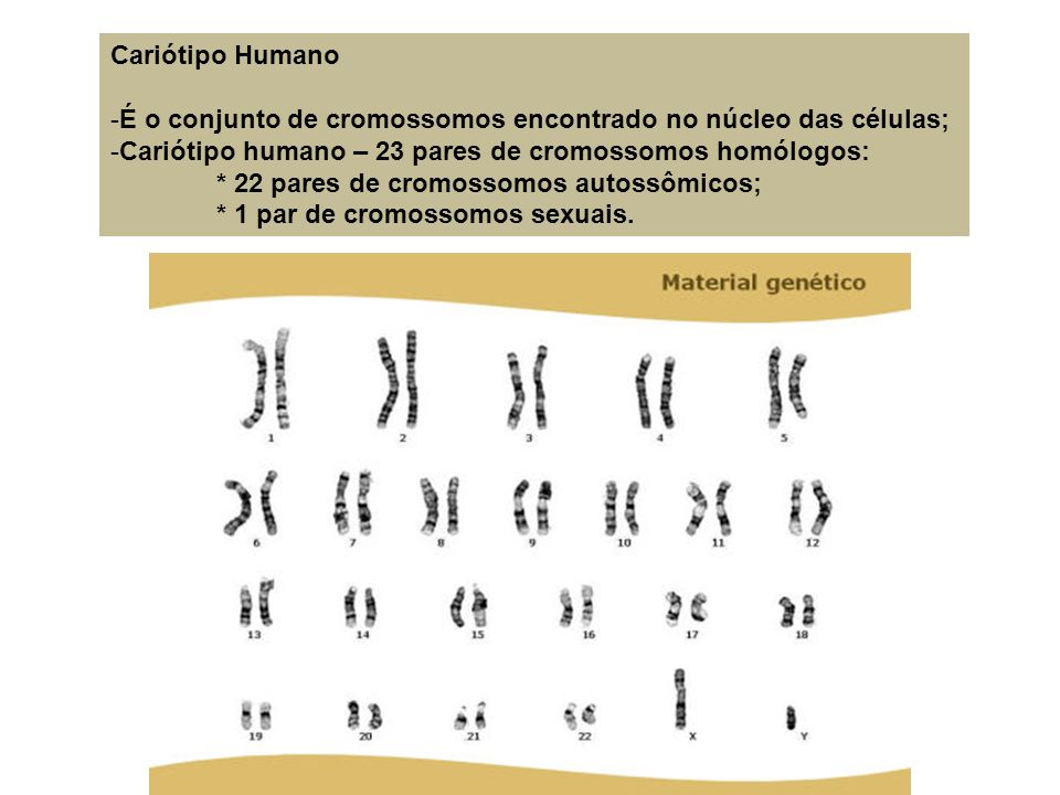 Resultado de imagem para conceitos da genetica Cariótipo