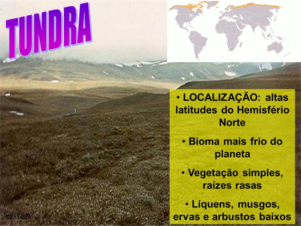 LOCALIZAÇÃO: altas latitudes do Hemisfério Norte Bioma mais frio do planeta Vegetação simples, raízes rasas Líquens, musgos, ervas e arbustos baixos