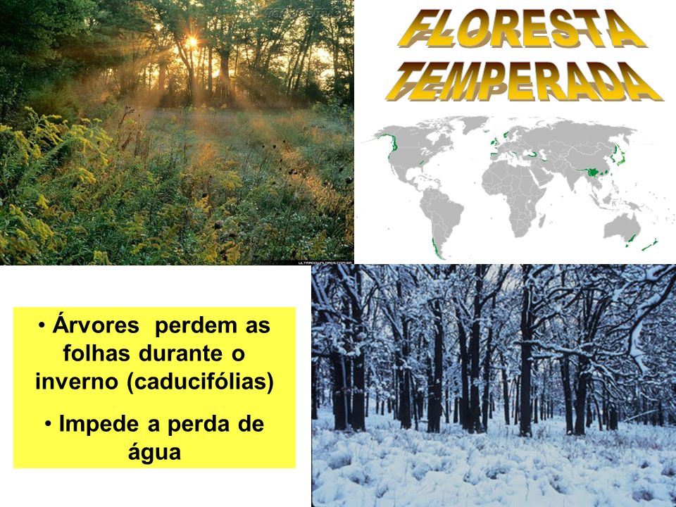 Árvores perdem as folhas durante o inverno (caducifólias) Impede a perda de água