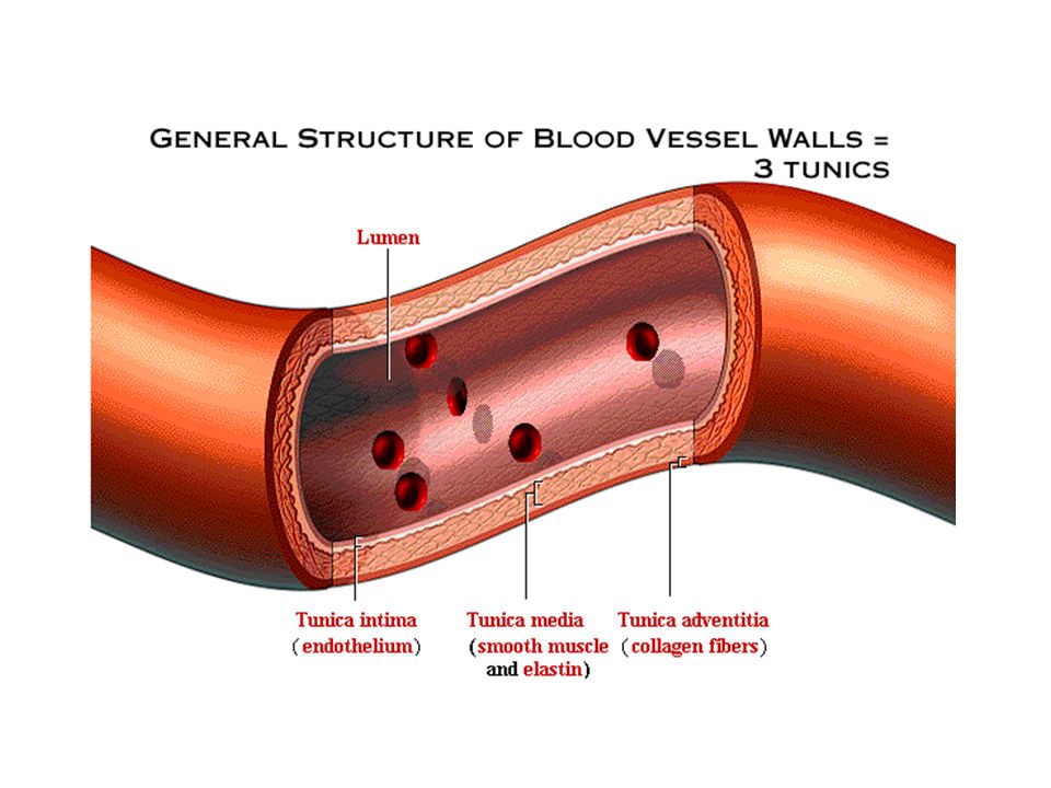 Разрыв кровеносного сосуда. Эндотелий кровеносных сосудов. Эндотелиальные клетки кровеносных сосудов. Строение эндотелия сосудов. Эндотелиальная стенка сосуда.