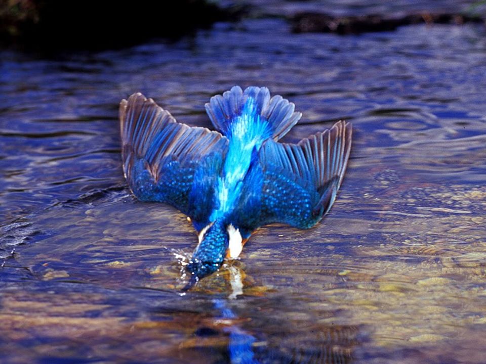 Птицы летающие под водой. Синяя птица в природе. Птица счастья.