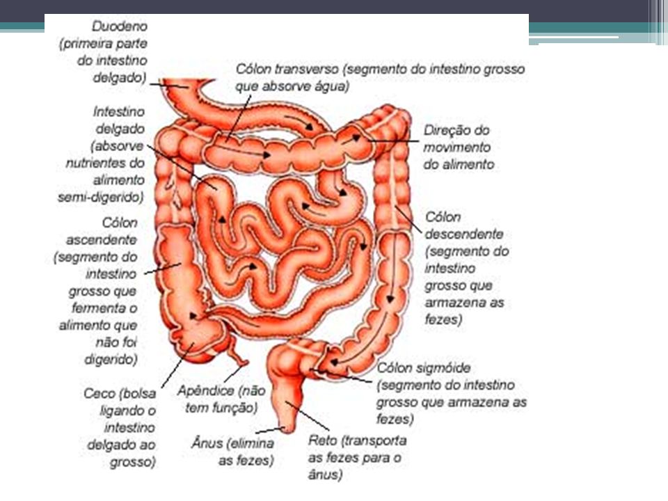 Parte central intestino delgado