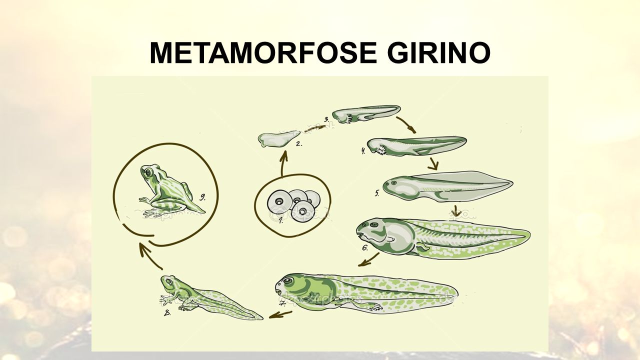 METAMORFOSE GIRINO