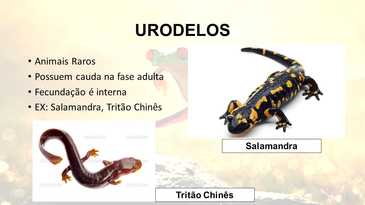 URODELOS Animais Raros Possuem cauda na fase adulta Fecundação é interna EX: Salamandra, Tritão Chinês Tritão Chinês Salamandra