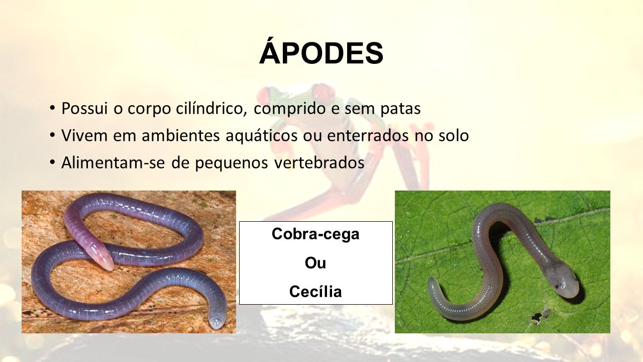 ÁPODES Possui o corpo cilíndrico, comprido e sem patas Vivem em ambientes aquáticos ou enterrados no solo Alimentam-se de pequenos vertebrados Cobra-cega Ou Cecília