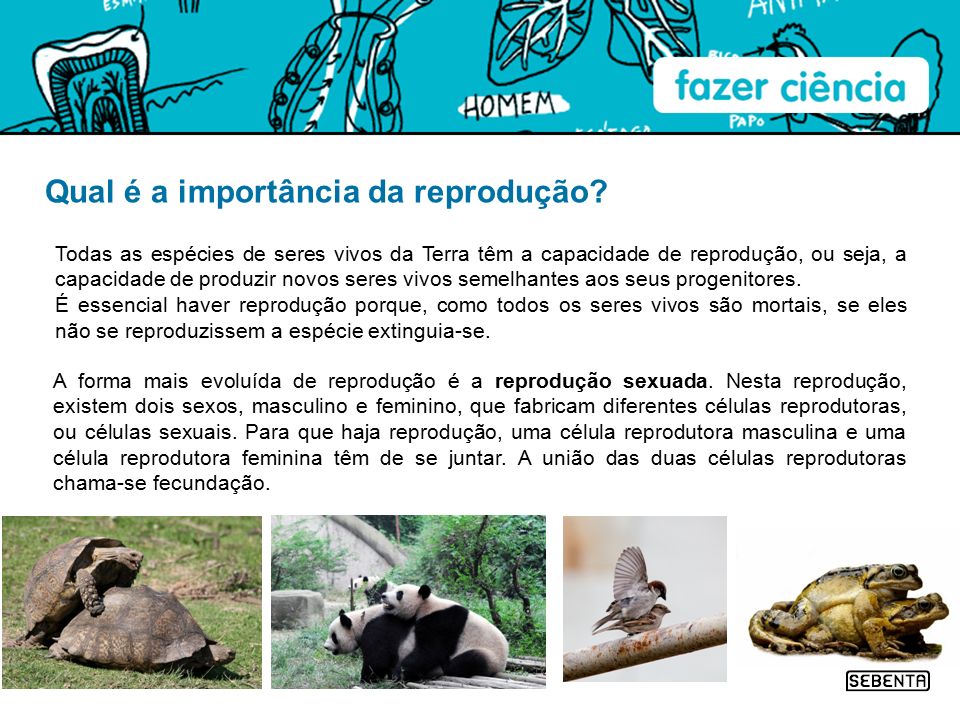 O Que E Reproducao E Sua Importancia Para Os Seres Vivos O Que E Reproducao E Sua Importancia Para Os Seres Vivos
