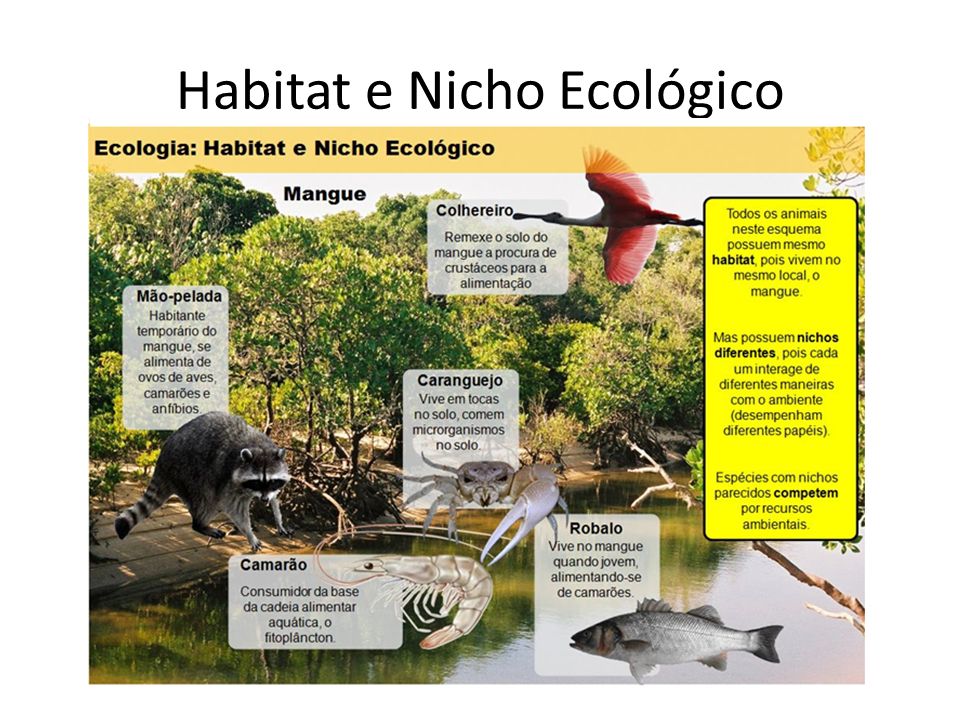 Habitat e Nicho Ecológico