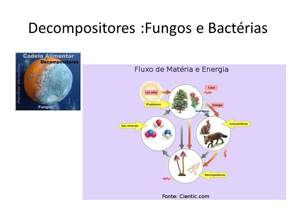 Decompositores :Fungos e Bactérias