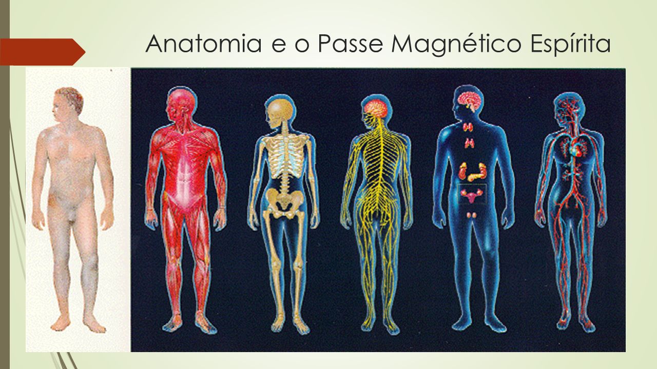 Страх органов человека. Все системы органов. Человек и его системы органов. Системы организма картинки. Все системы человеческого организма картинка.
