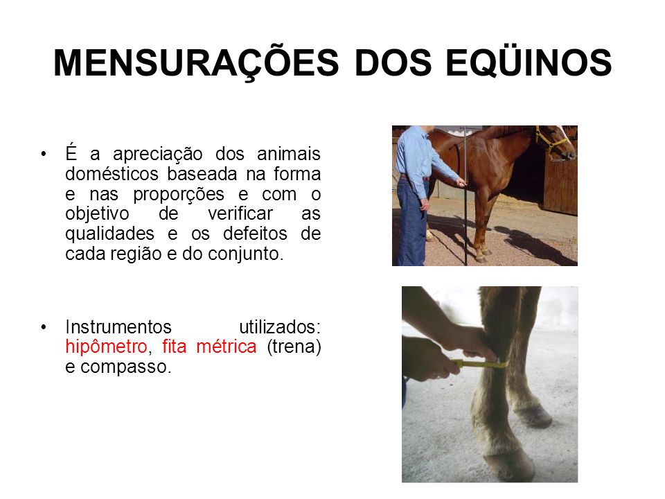 Aprumos O aspecto geral dos membros de sustentação do cavalo. - ppt carregar