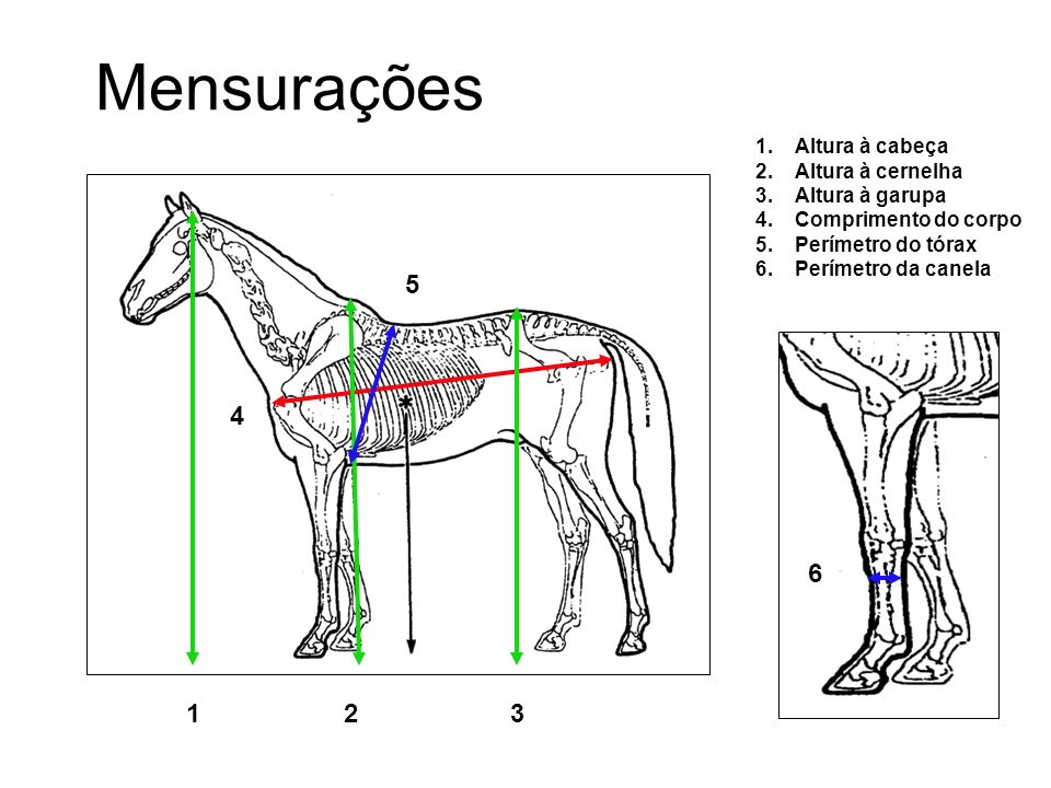 Aprumos O aspecto geral dos membros de sustentação do cavalo. - ppt carregar