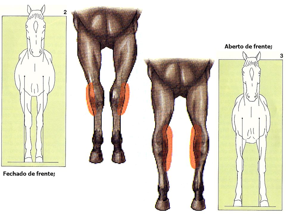 Tudo sobre cavalo: Aprumos