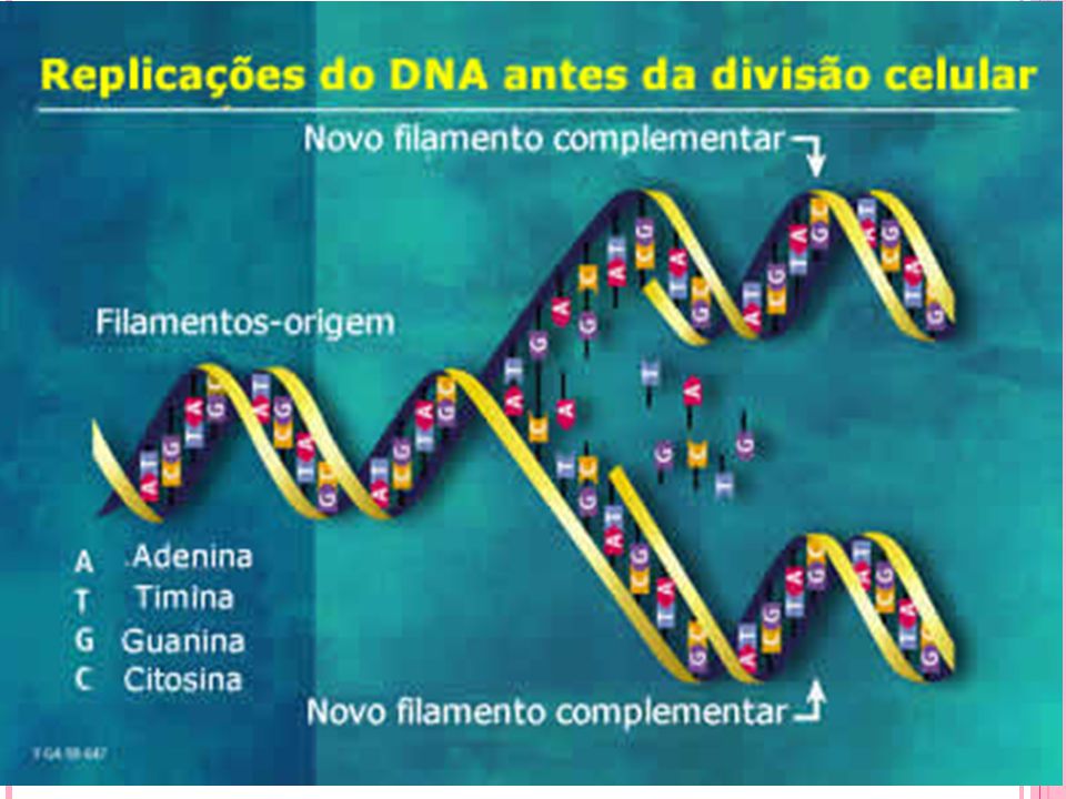 PPT - Estrutura do DNA Transcrição e Tradução PowerPoint Presentation -  ID:4104310