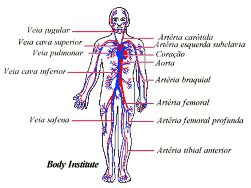 Воздух на латыни. Кровеносная система для детей. Артерия. Символы лимфатическая система. Кровеносная система человека 4 класс окружающий мир.
