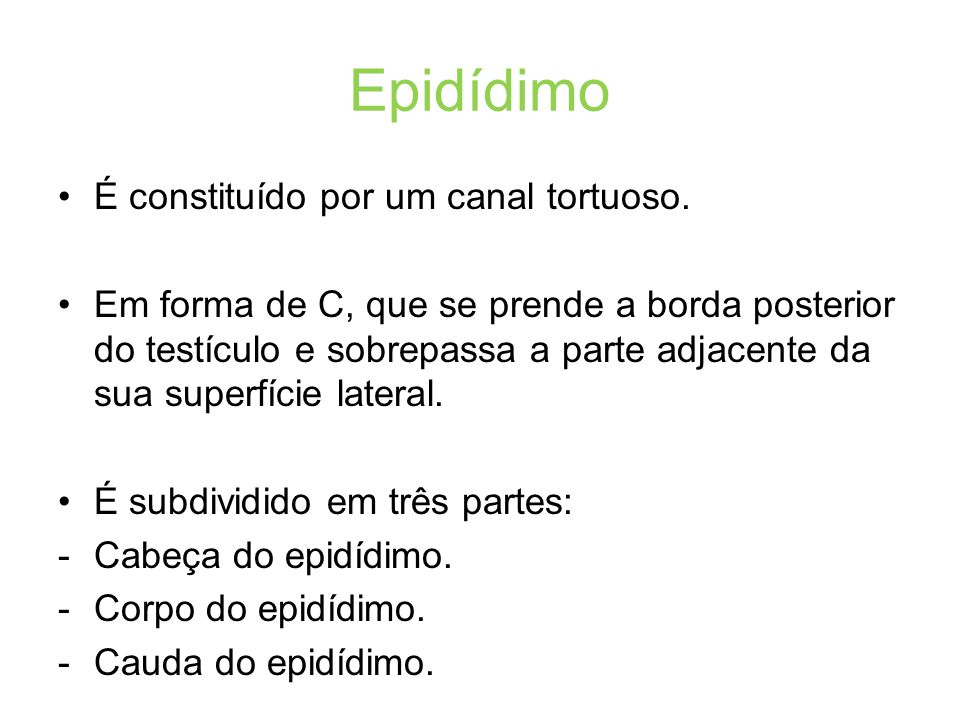 SISTEMA REPRODUTOR MASCULINO. ANATOMIA Principais órgãos reprodutivos ...