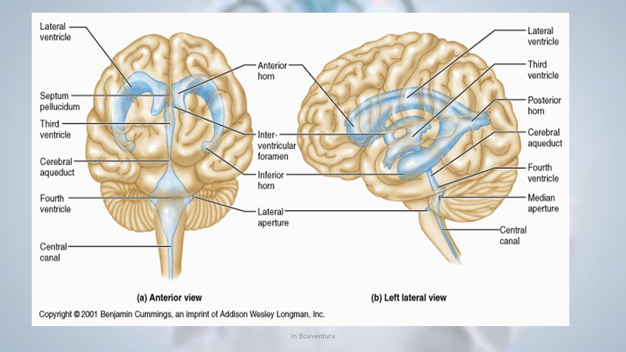 Латеральный мозг. Third ventricle. Septum pellucidum анатомия. Septum Brain. Ventricular System.