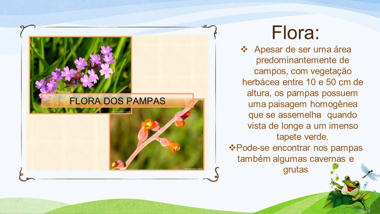 Flora:  Apesar de ser uma área predominantemente de campos, com vegetação herbácea entre 10 e 50 cm de altura, os pampas possuem uma paisagem homogênea que se assemelha quando vista de longe a um imenso tapete verde.