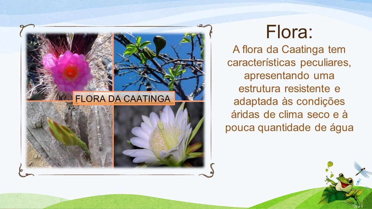 Flora: A flora da Caatinga tem características peculiares, apresentando uma estrutura resistente e adaptada às condições áridas de clima seco e à pouca quantidade de água