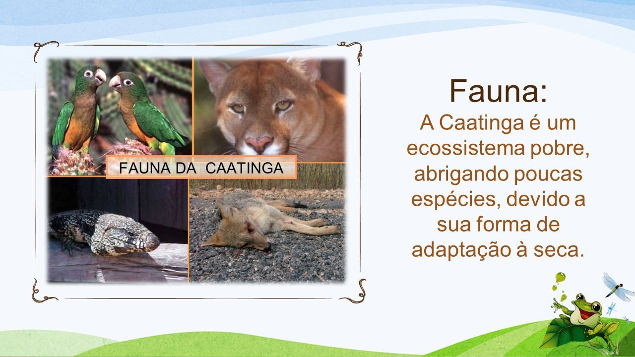 Fauna: A Caatinga é um ecossistema pobre, abrigando poucas espécies, devido a sua forma de adaptação à seca.