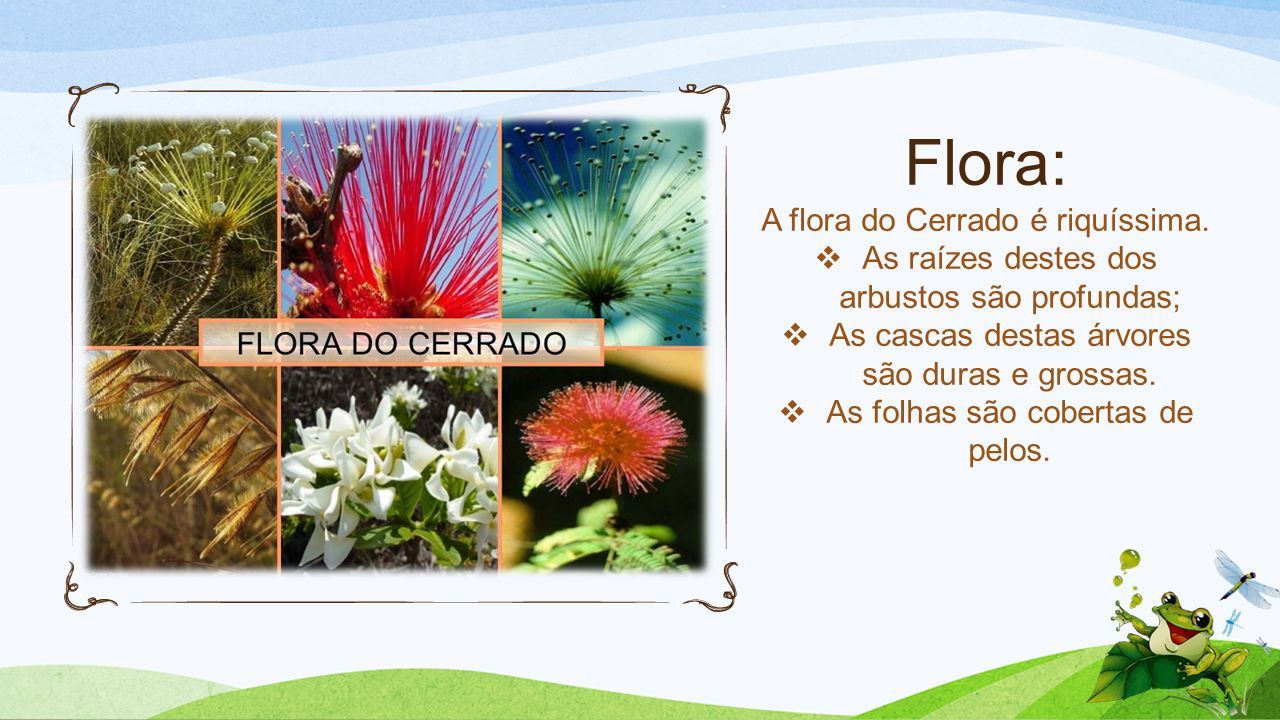 Flora: A flora do Cerrado é riquíssima.