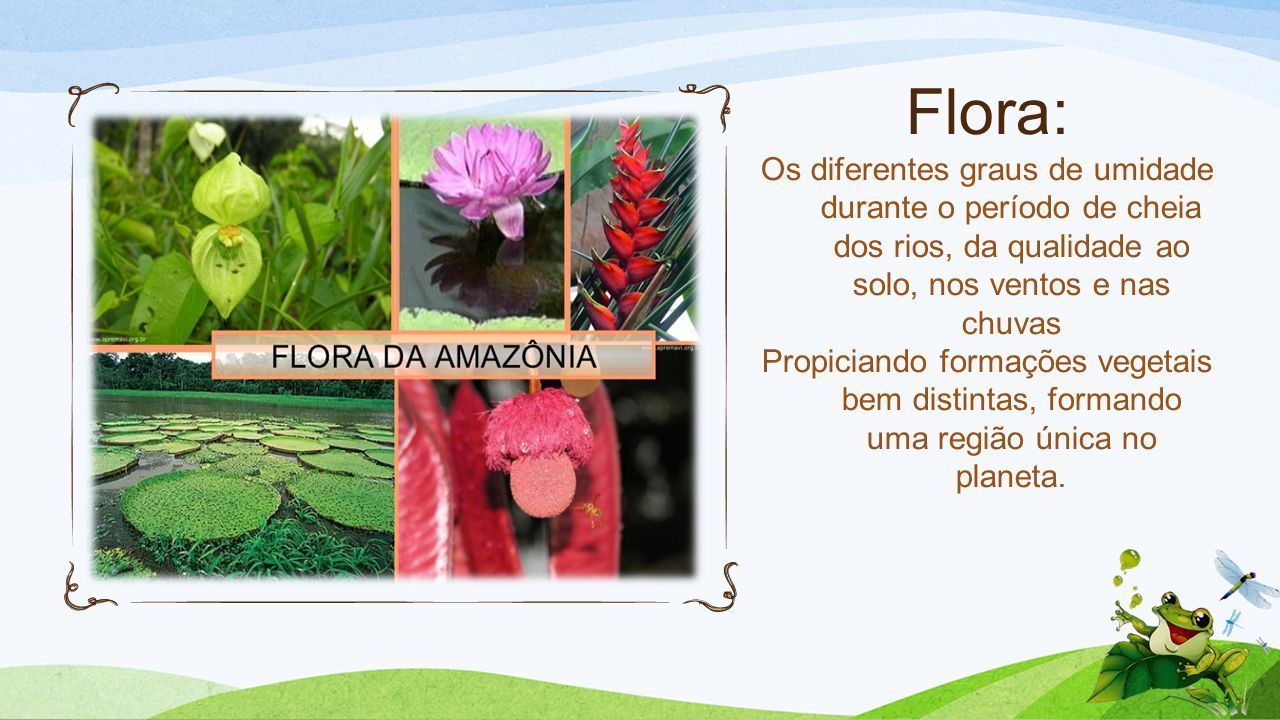 Flora: Os diferentes graus de umidade durante o período de cheia dos rios, da qualidade ao solo, nos ventos e nas chuvas Propiciando formações vegetais bem distintas, formando uma região única no planeta.