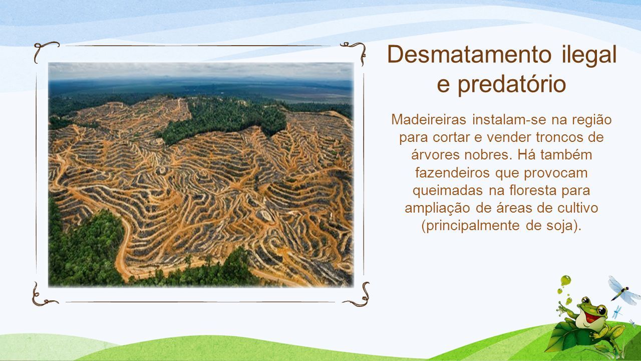 Desmatamento ilegal e predatório Madeireiras instalam-se na região para cortar e vender troncos de árvores nobres.