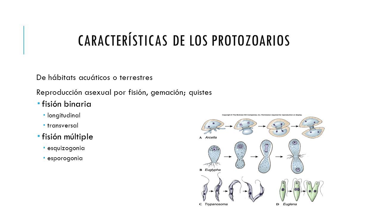 giardia reproduccion)