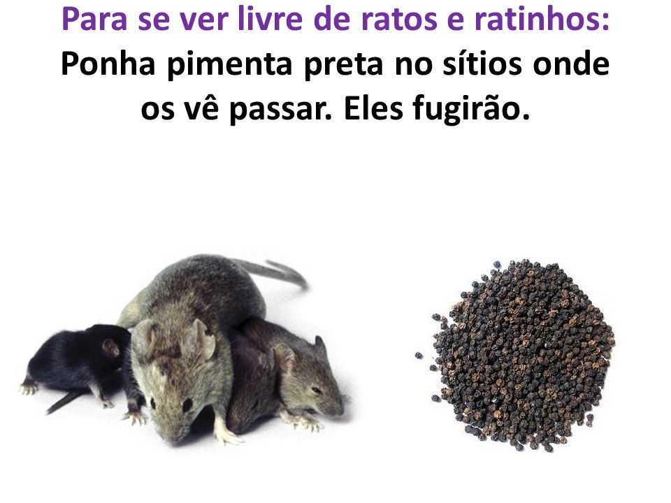 Para se ver livre de ratos e ratinhos: Ponha pimenta preta no sítios onde os vê passar.