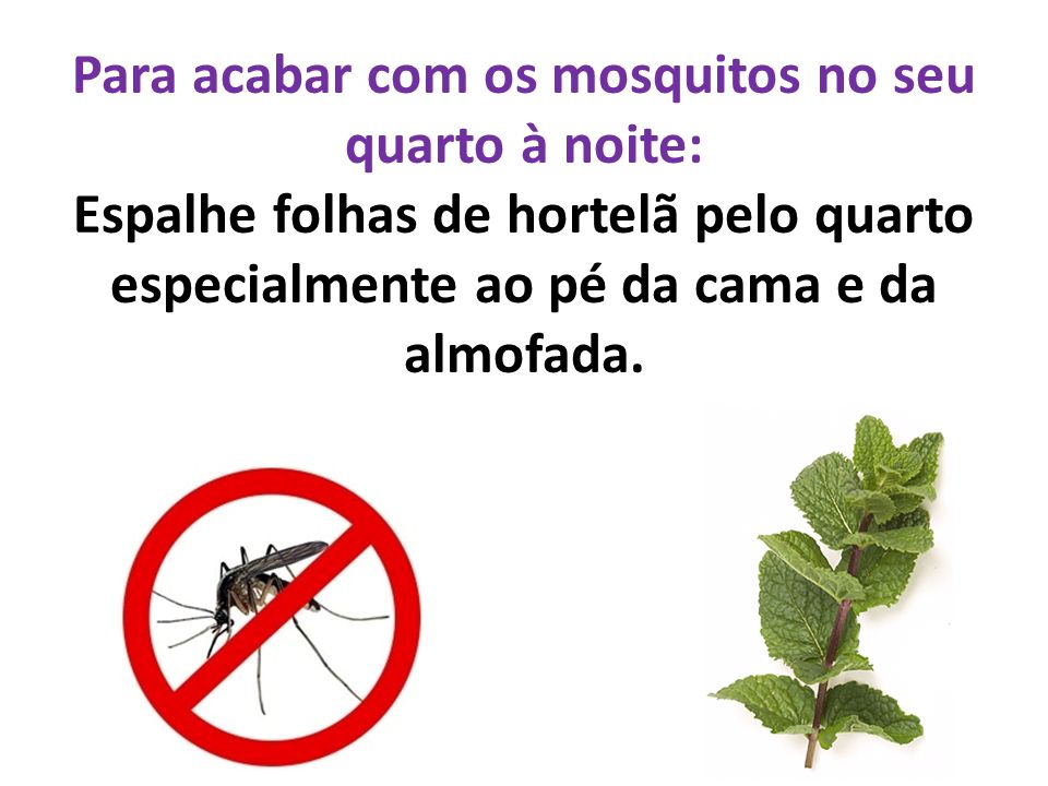 Para acabar com os mosquitos no seu quarto à noite: Espalhe folhas de hortelã pelo quarto especialmente ao pé da cama e da almofada.