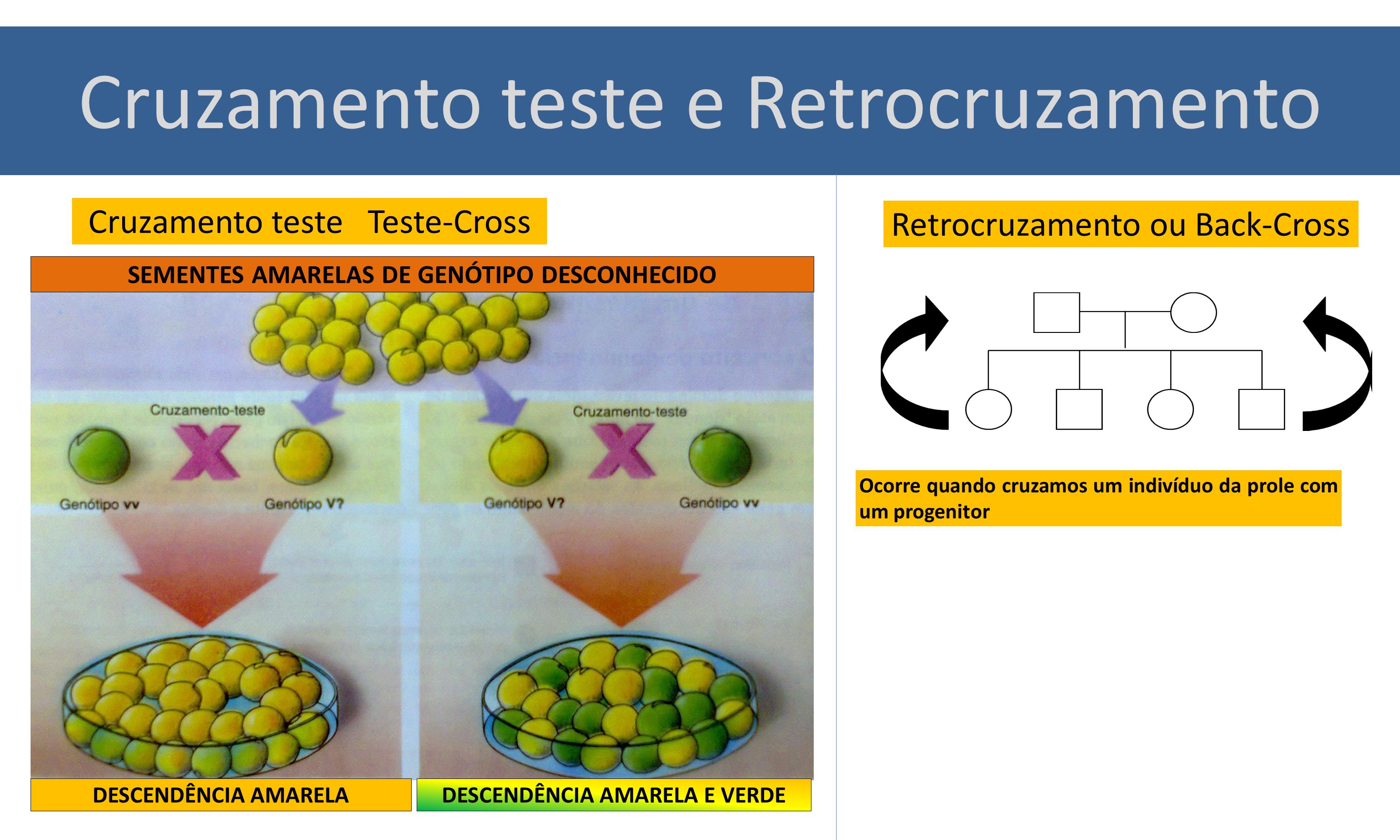 Faap Sp Dê Um Exemplo De Retrocruzamento