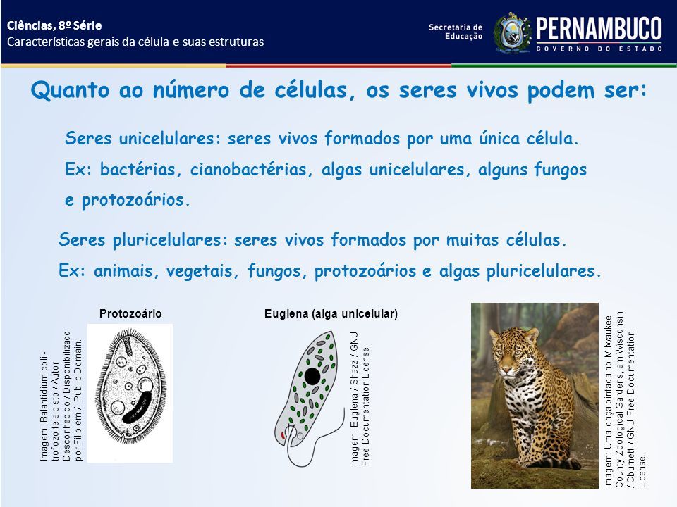 Ciências da Natureza e suas Tecnologias - Ciências Ensino Fundamental